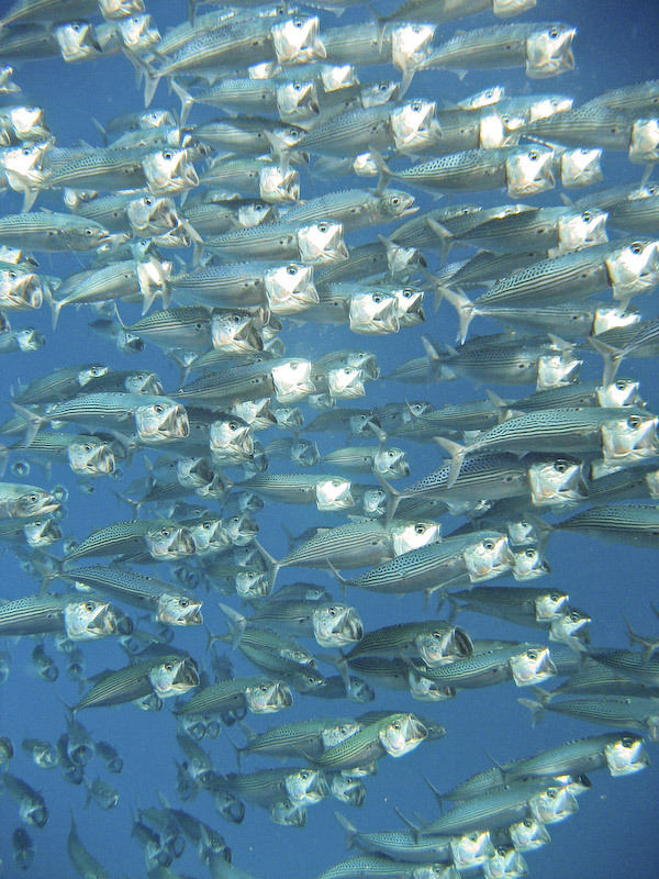 Striped Mackerel
