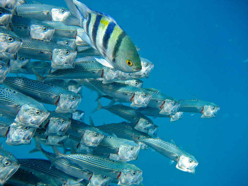 Mackerel and Sergeant