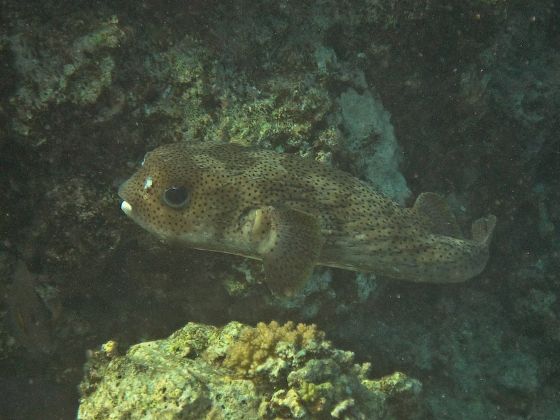 Porcupinefish