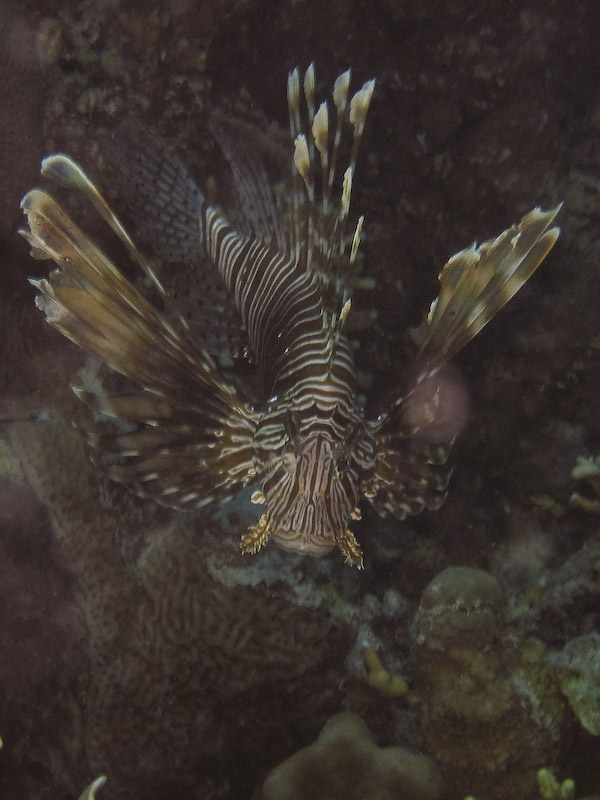 Lionfish