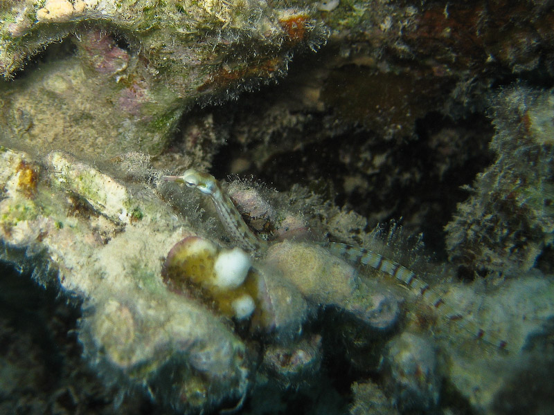 Network Pipefish