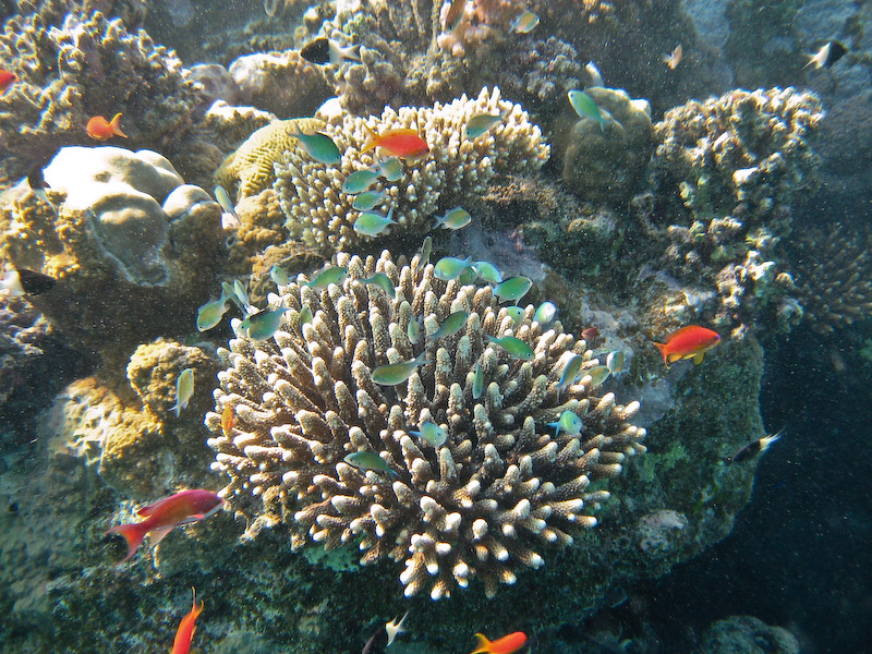 Chromis cloud