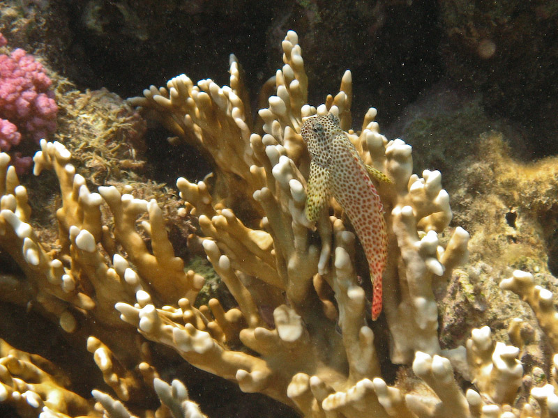 Leopard Blenny
