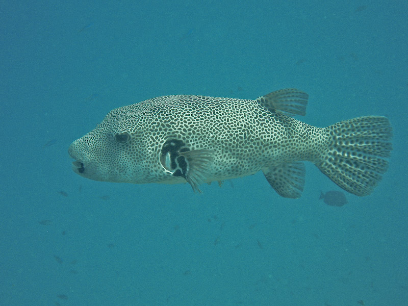 Starry Puffer