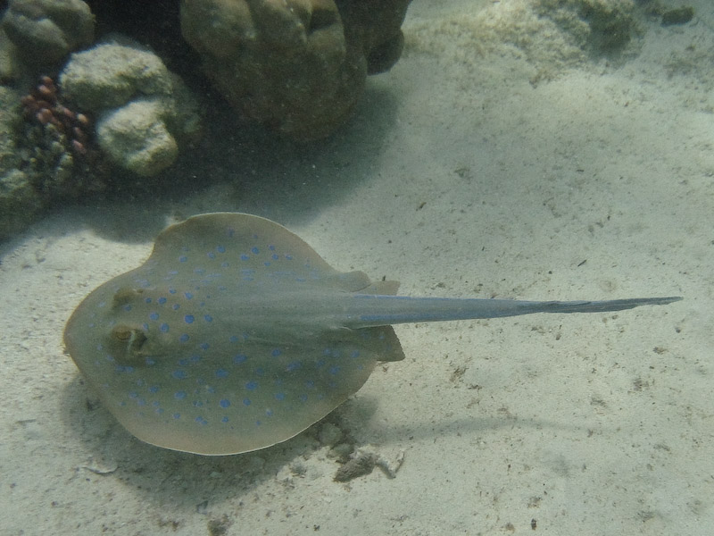 Blue-spotted Stingray