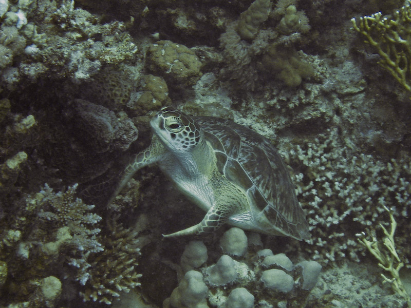 Turtle in the Depths