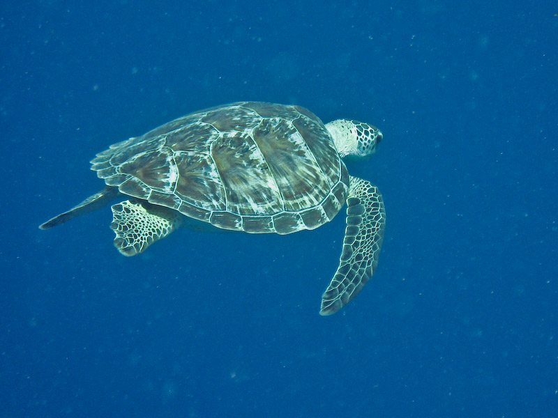 Turtle