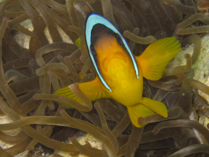 Anemonefish
