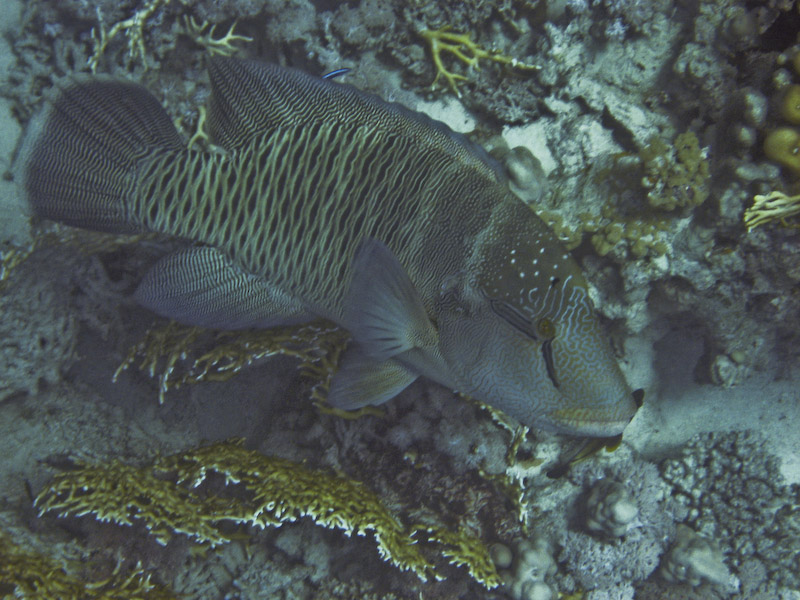 Napoleon Wrasse