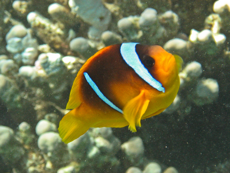 Anemonefish