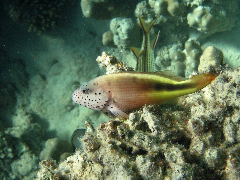 Freckled Hawkfish