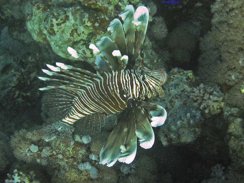 Lionfish
