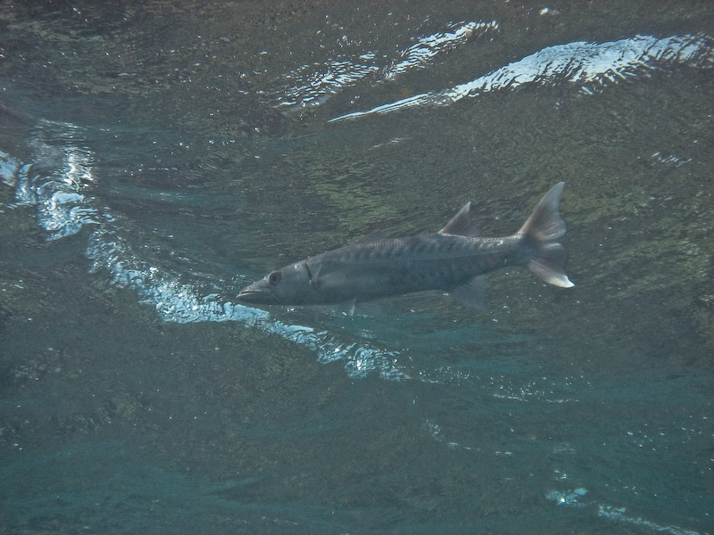 Barracuda