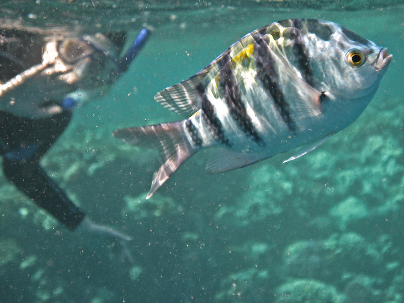 Snorkeler and Sergeant