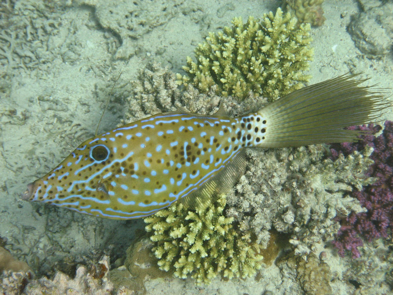 Scrawled Filefish