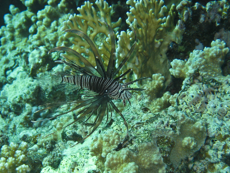 Young Lionfish
