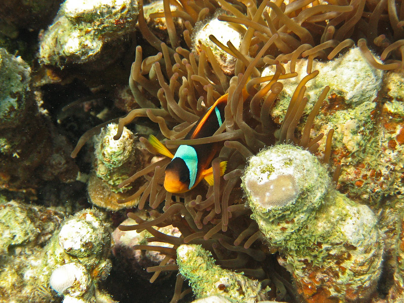 Anemonefish