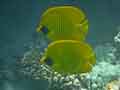 Masked Butterflyfish