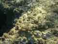 Crocodilefish