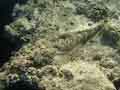 Crocodilefish