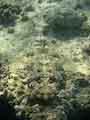 Crocodilefish