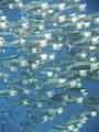 Striped Mackerel