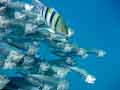 Mackerel and Sergeant