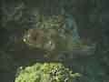 Porcupinefish