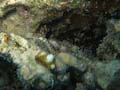 Network Pipefish