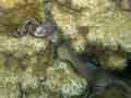 Grey Moray