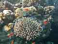 Chromis cloud