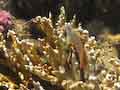 Leopard Blenny