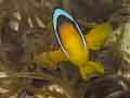 Anemonefish
