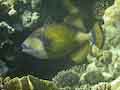 Titan Triggerfish