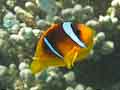 Anemonefish