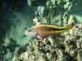 Freckled Hawkfish