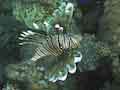 Lionfish