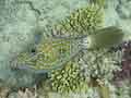 Scrawled Filefish