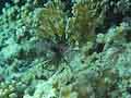 Young Lionfish