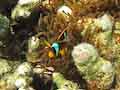 Anemonefish