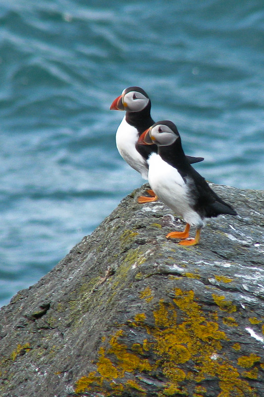 Assynt - Puffins