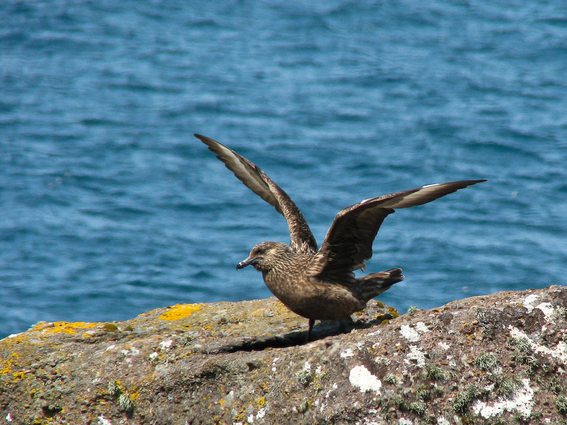 Assynt - Great Skua