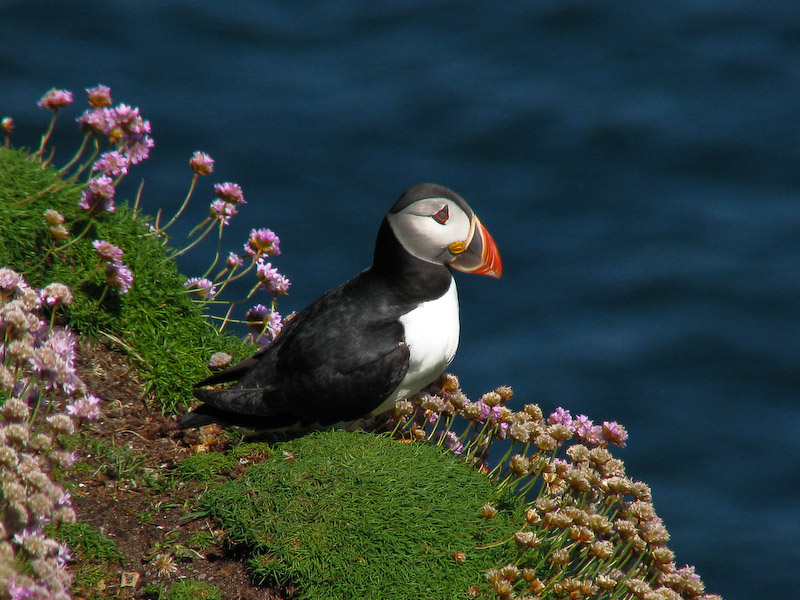 Assynt - Puffin