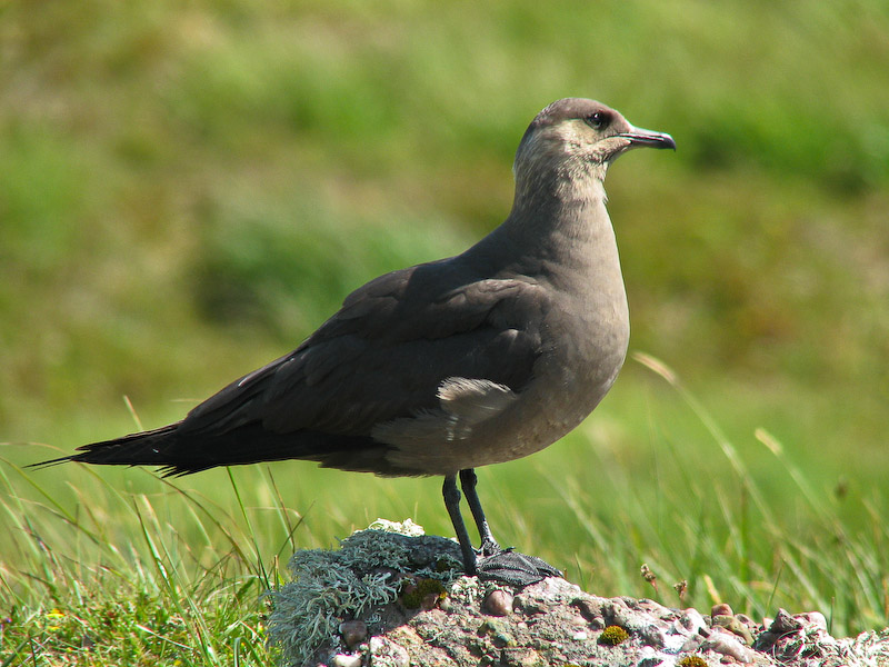 Assynt - Arctic Skua
