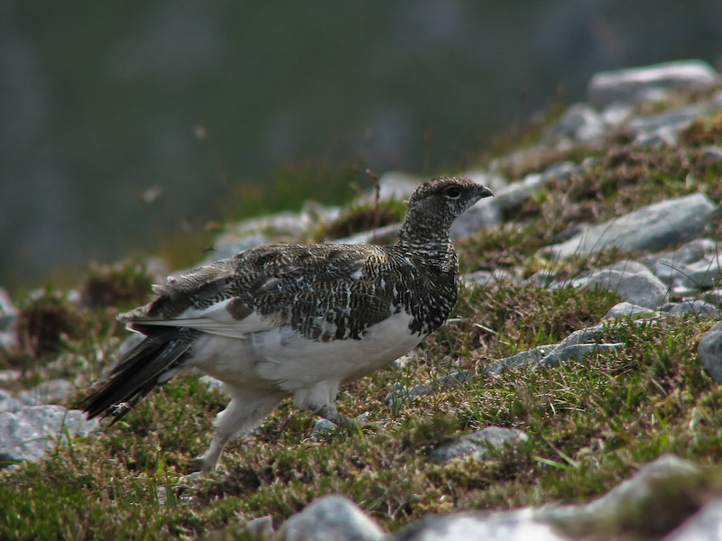 Assynt - Ptarmigan