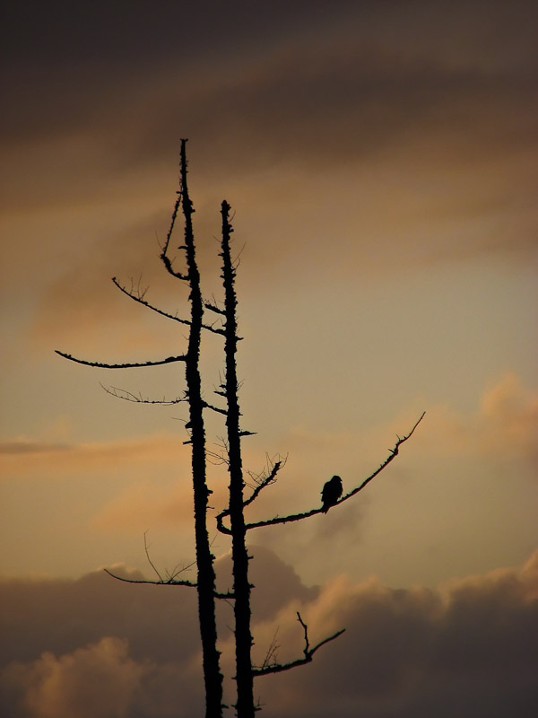 Torridon - Evening Buzzard