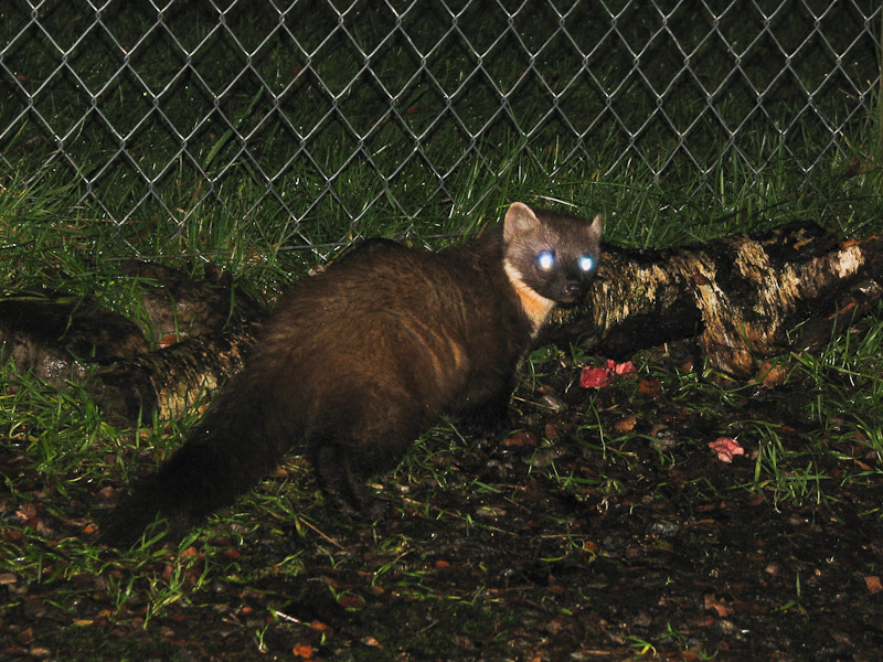 Torridon - Pine Marten