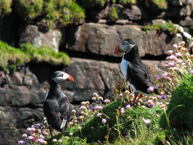 Assynt - Puffins