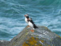 Assynt - Puffins