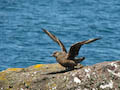 Assynt - Great Skua